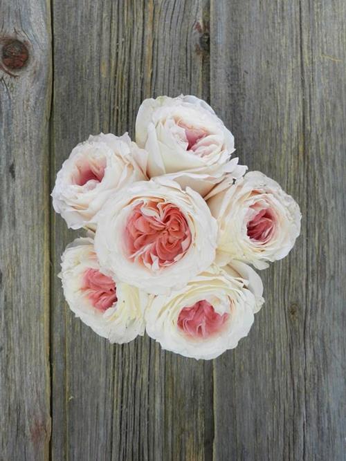 MAYRA`S BRIDAL PINK  LIGHT PINK GARDEN ROSE